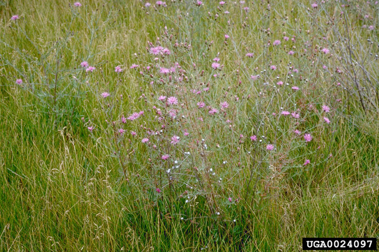 Plants in grassland habitat