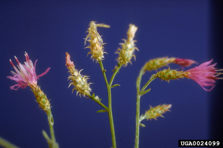 Blooms at various stages, with showy petals in full bloom and with dry, somewhat spiny looking involucres as they dry