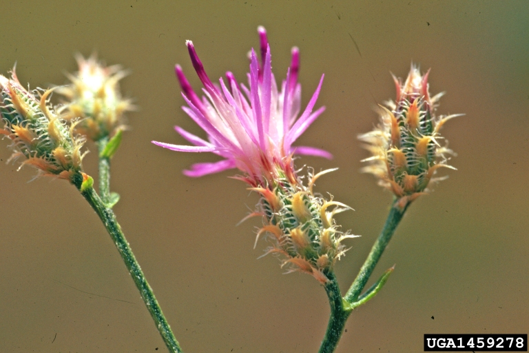 A bright pink bloom with distinctive involucres beneath