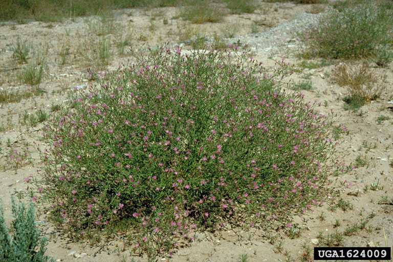 Brushy growth habit