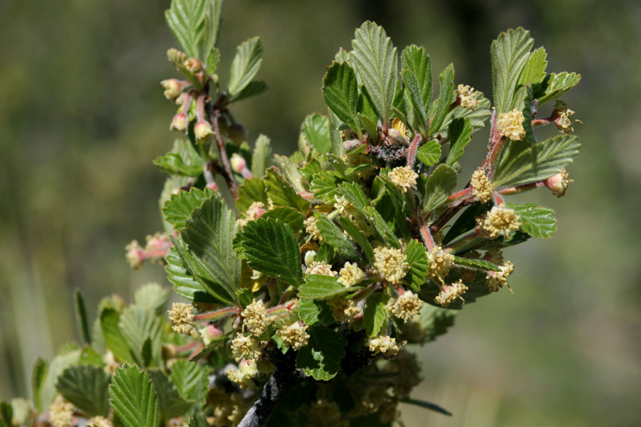 Single woody branch of green, glossy leaves and small whiteish/yellow flowers.