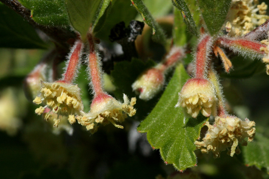 Close-up of blossoms, which are a creamy white-yellow with a rosy red base and stem