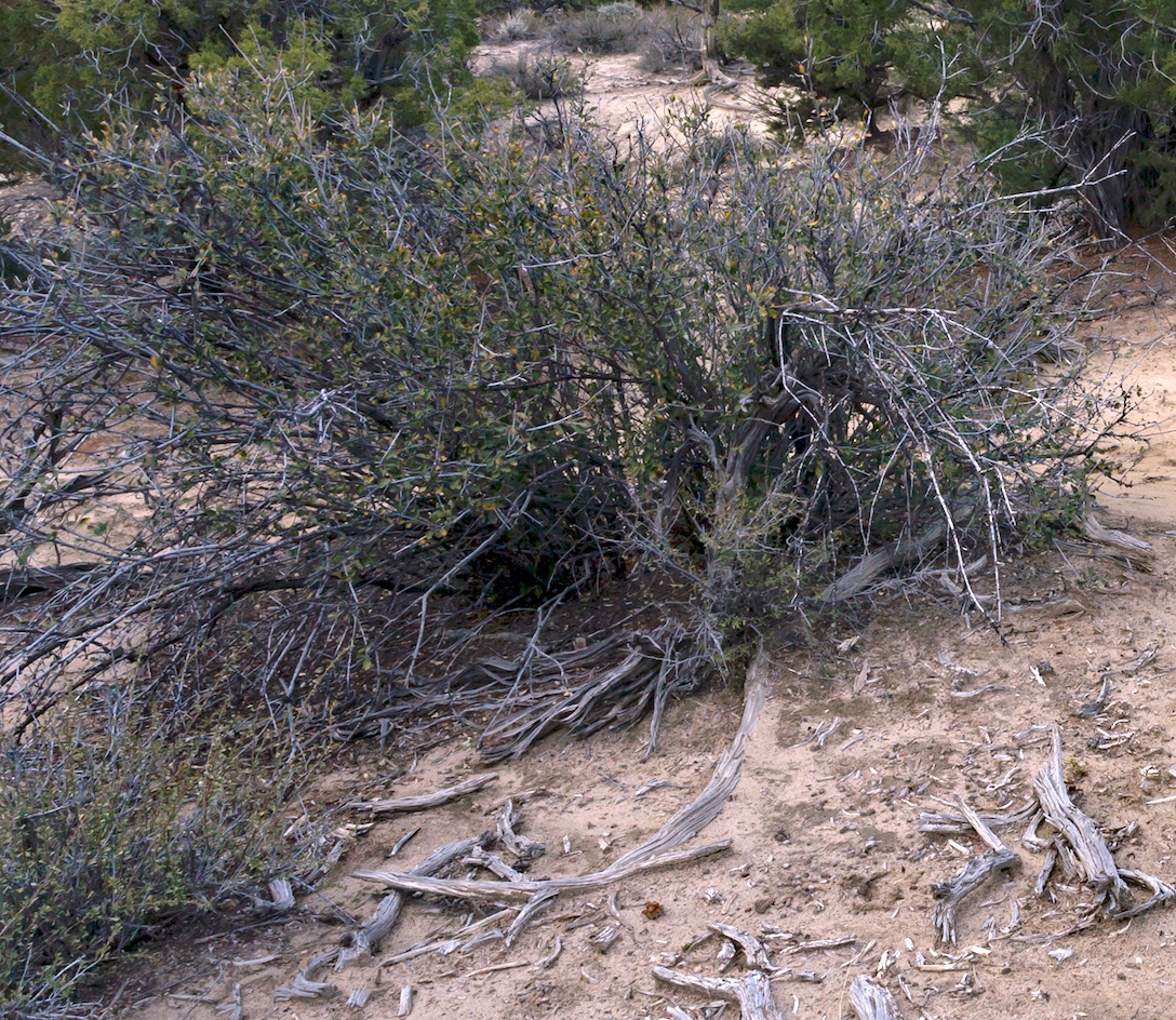 Large shrub with some bare gray branches and some green/grayish foliage at its center.