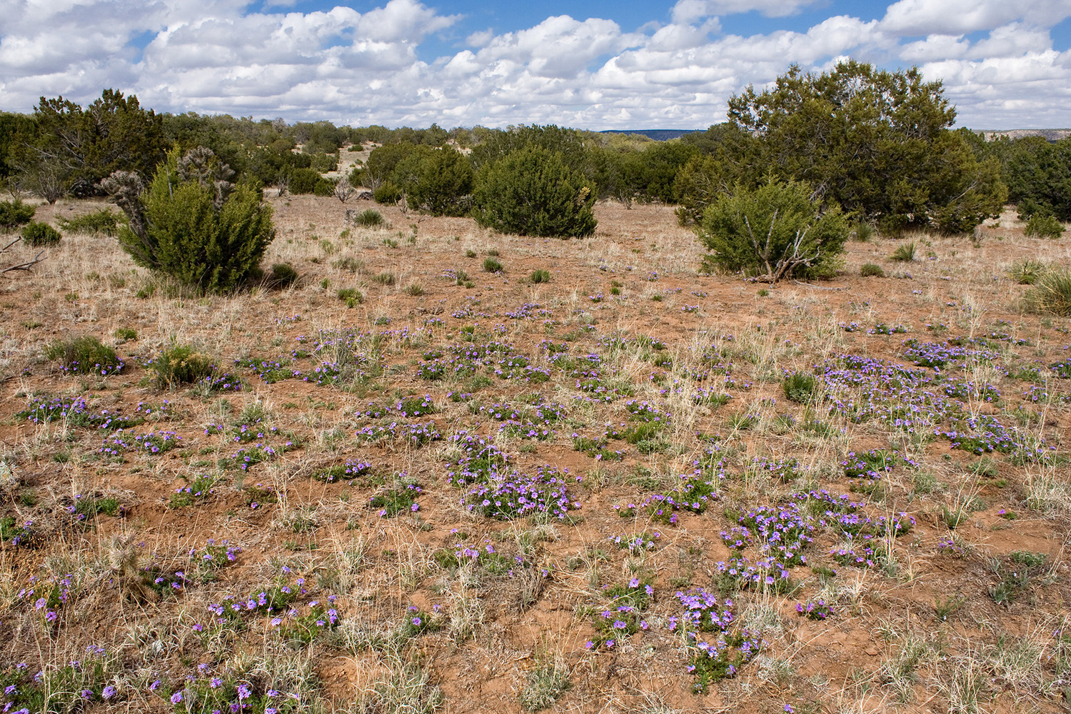 Rose heath in foreground of juniper savannah habitat