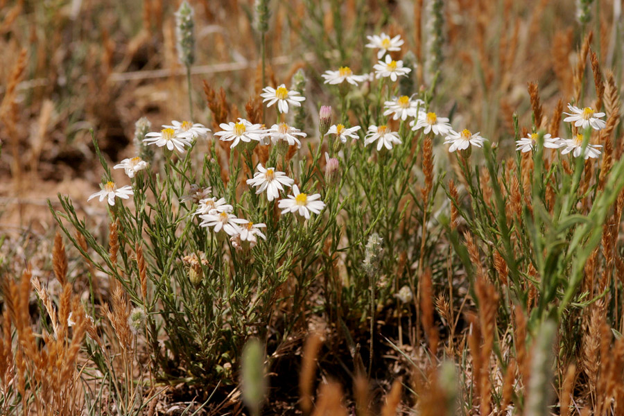 Growth habit with short stems and white flowers