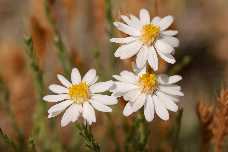 Flowers with white rays and yellow disks