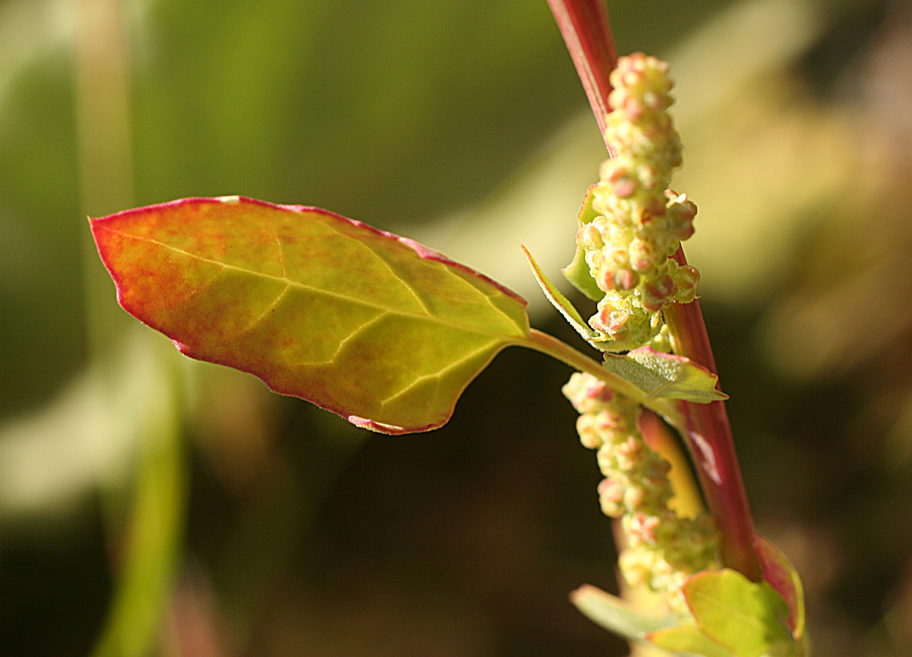 Red stem and inflorescence with leaf beneath it