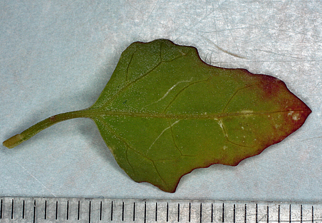 Rhomboid leaf, green with red-tinged tip and wavy margin