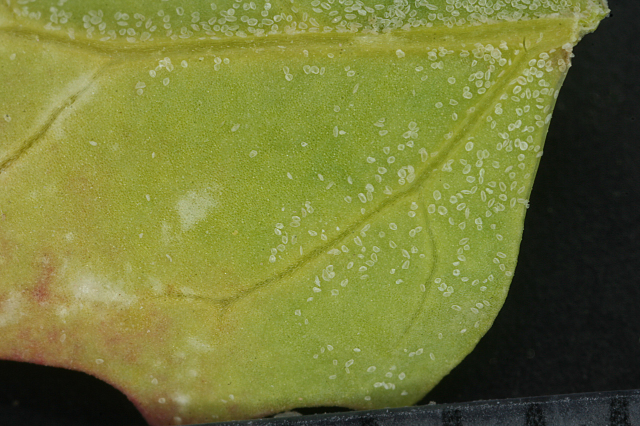 Underside of leaf with characteristic mealy appearance
