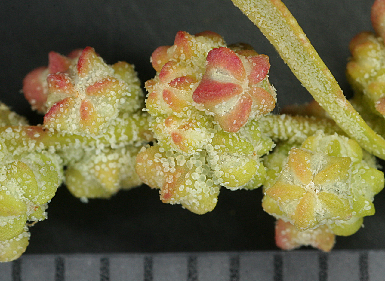 Flower clusters, called glomerules, tinged with red