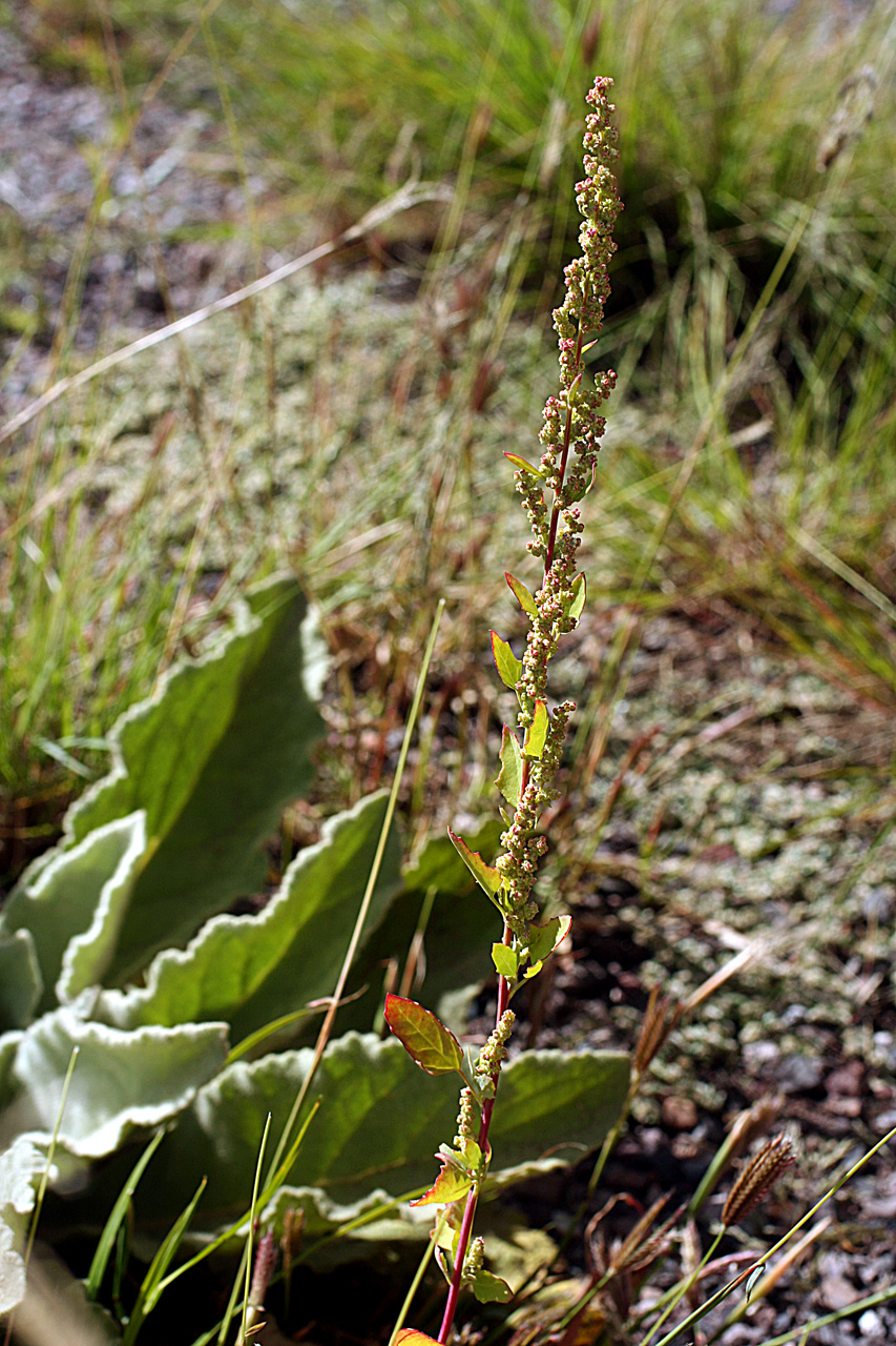 Full inflorescence with yellow-green-red flower glomerules