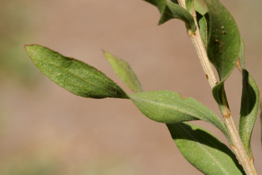 Close-up of woody stem with narrow green twisting leaves.