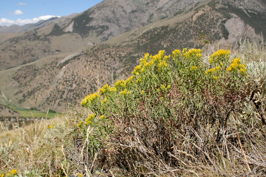 Large semi-woody brushy plant with yellow flowers, green foliage at the top, and brown/dried stems at the bottom.