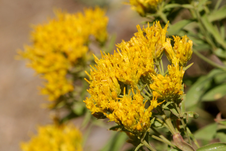 Inflorescence with bright yellow composite flowers