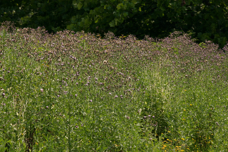 A dense stand of thistle