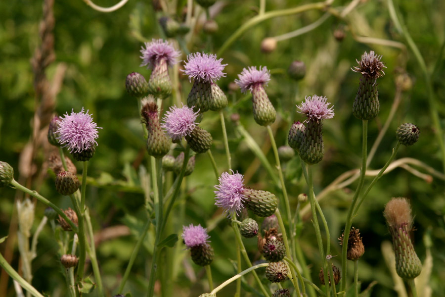 Multiple pink flowers