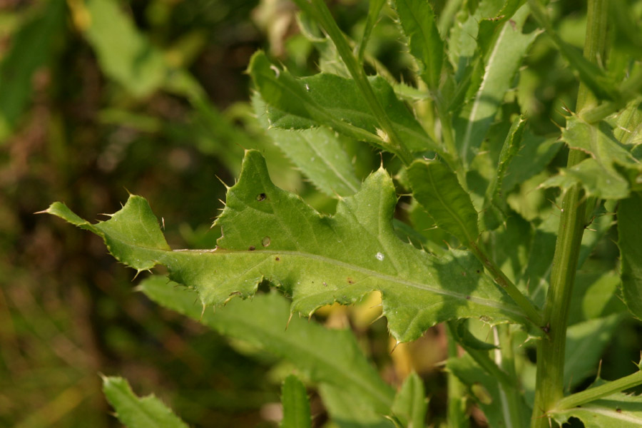 Pinnately lobed foliage with spines on the leaf margins