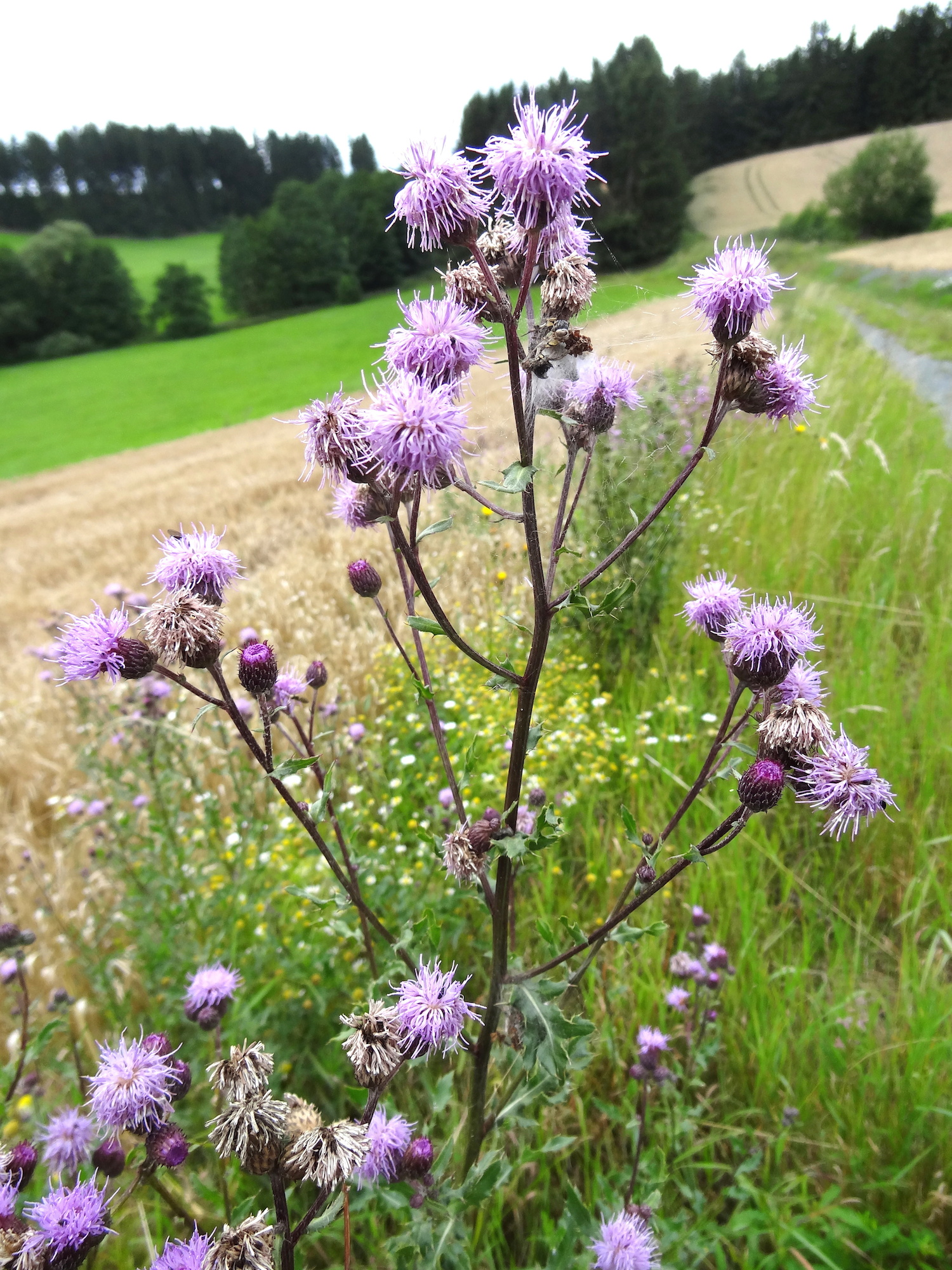 Growth habit showing branched structure with blossoms occurring on each branch