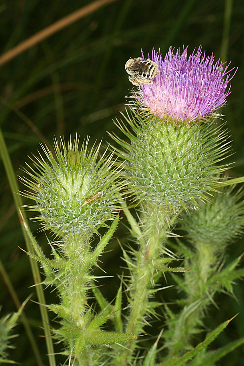 Pinkish-purple tuft of the flower with a bee perched on it