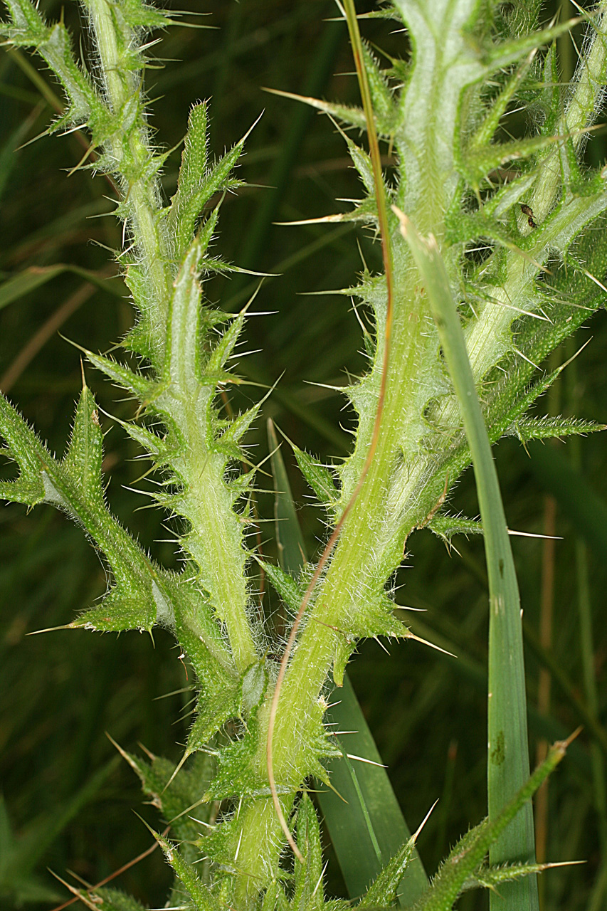 Spines along stems and at leaf points