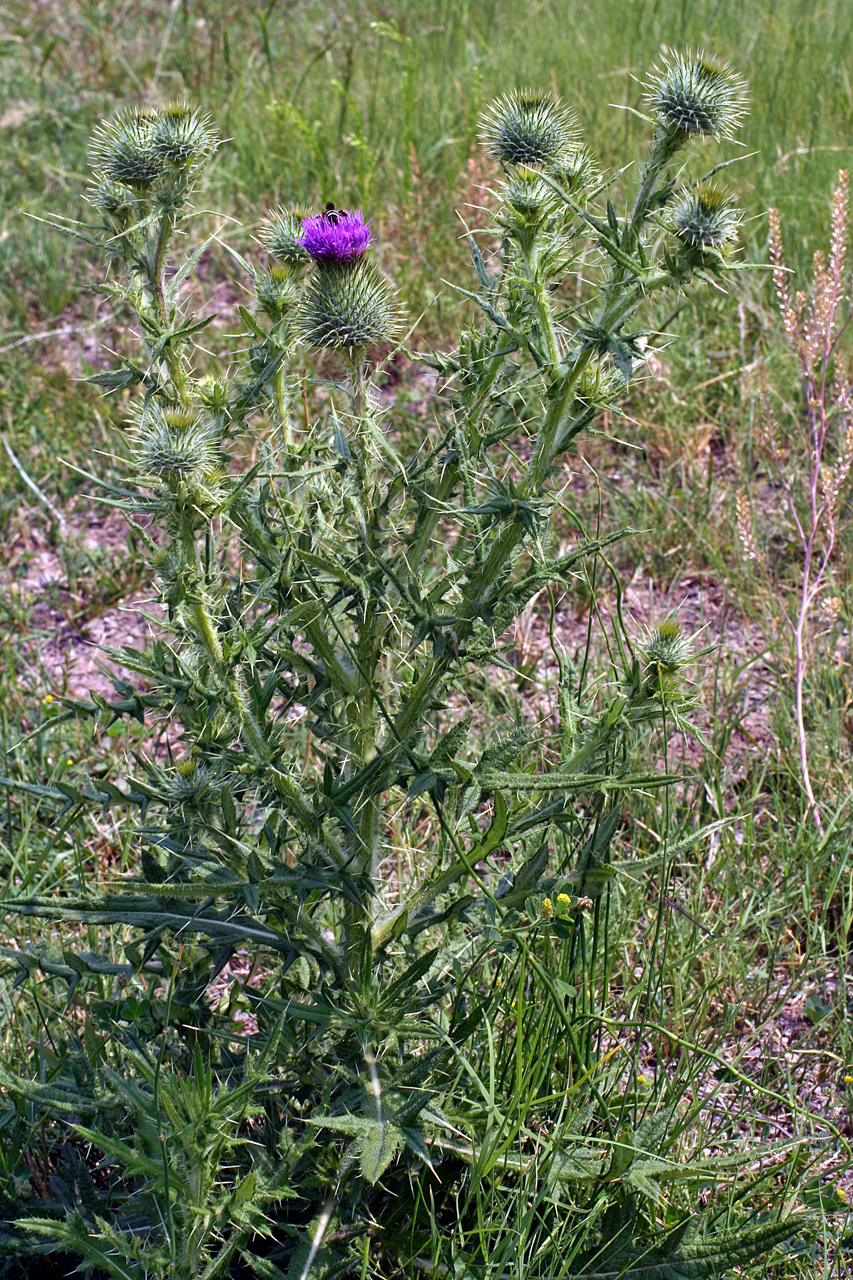Growth habit showing branching structure and flowers along stems