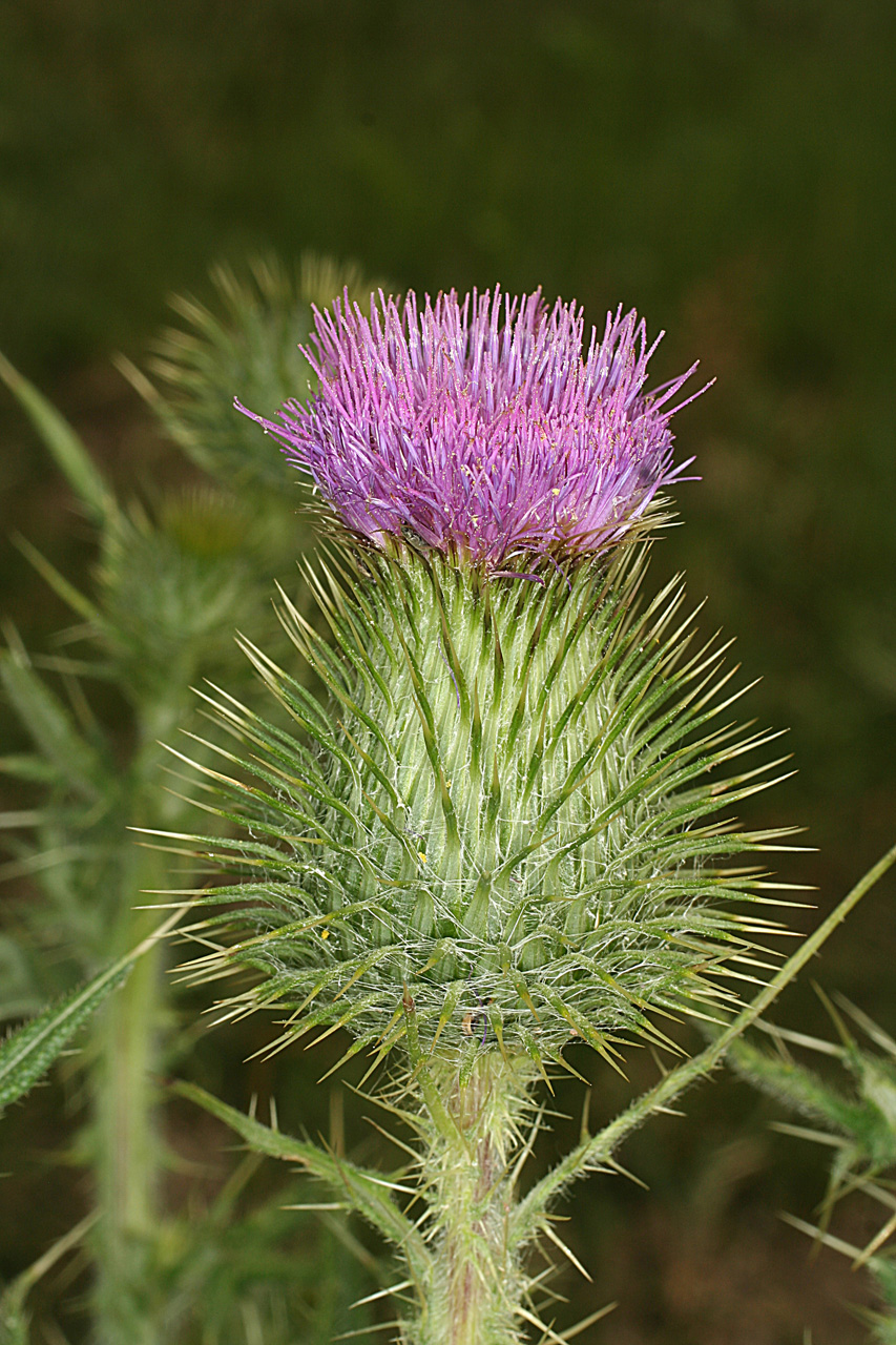 Spine-tipped bracts and pink tufted flower