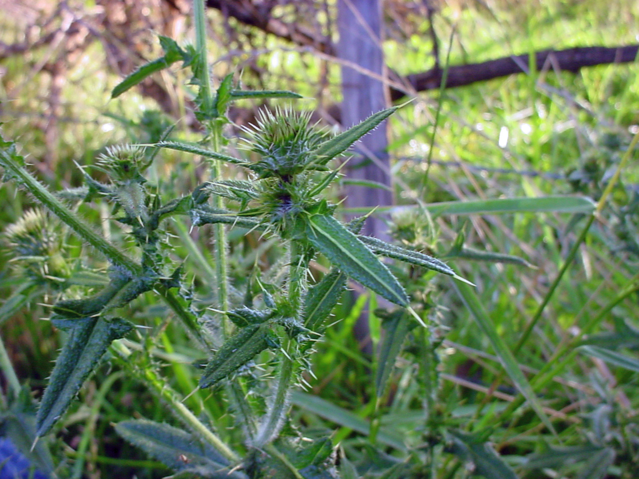 Spine-covered flower bud before blooming