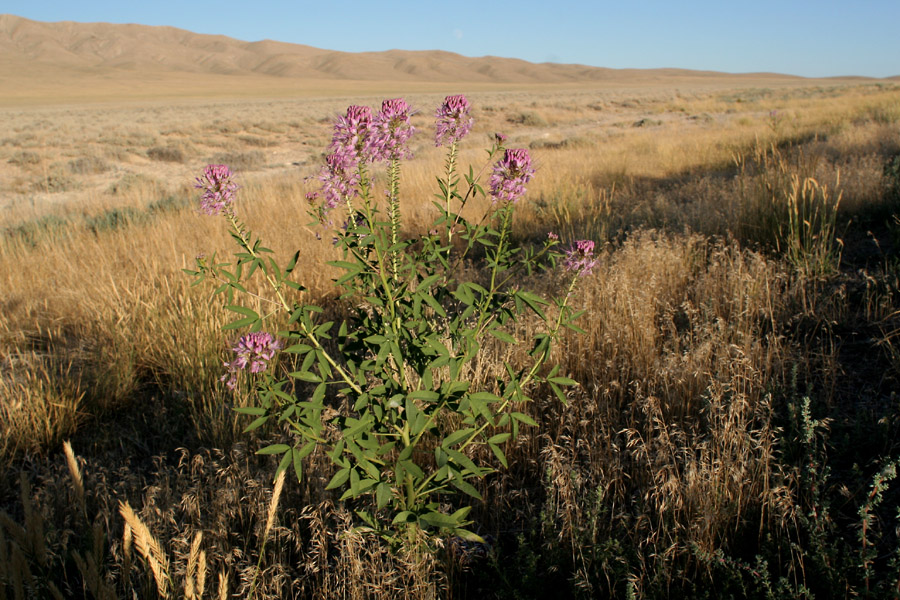 Beeplant in brushland habitat