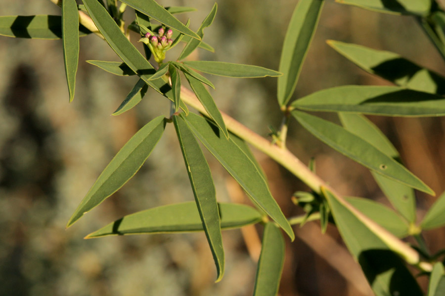 Lanceoloate leaves in characteristic groups of three on the twig next to tiny pink buds