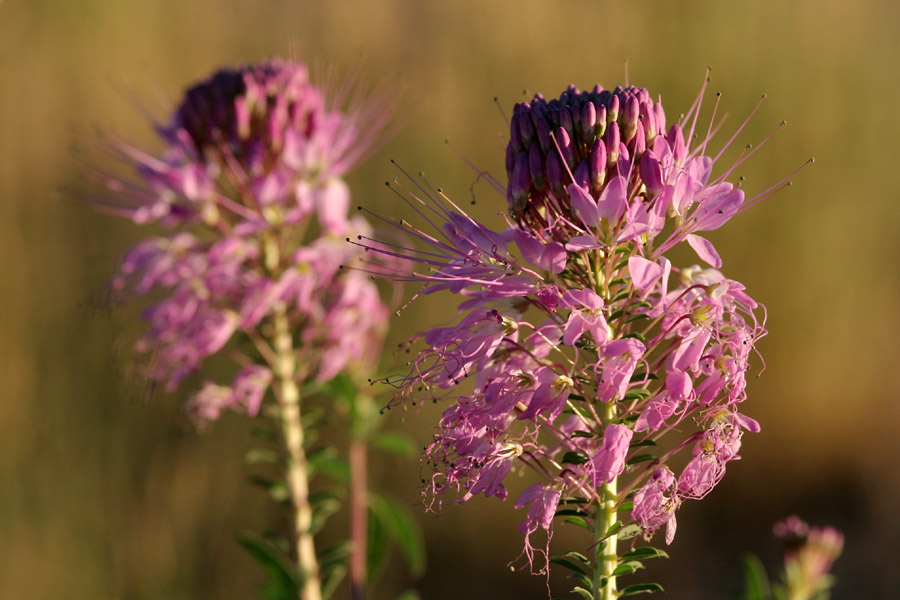 Showy pink inflorescence packed with flowers