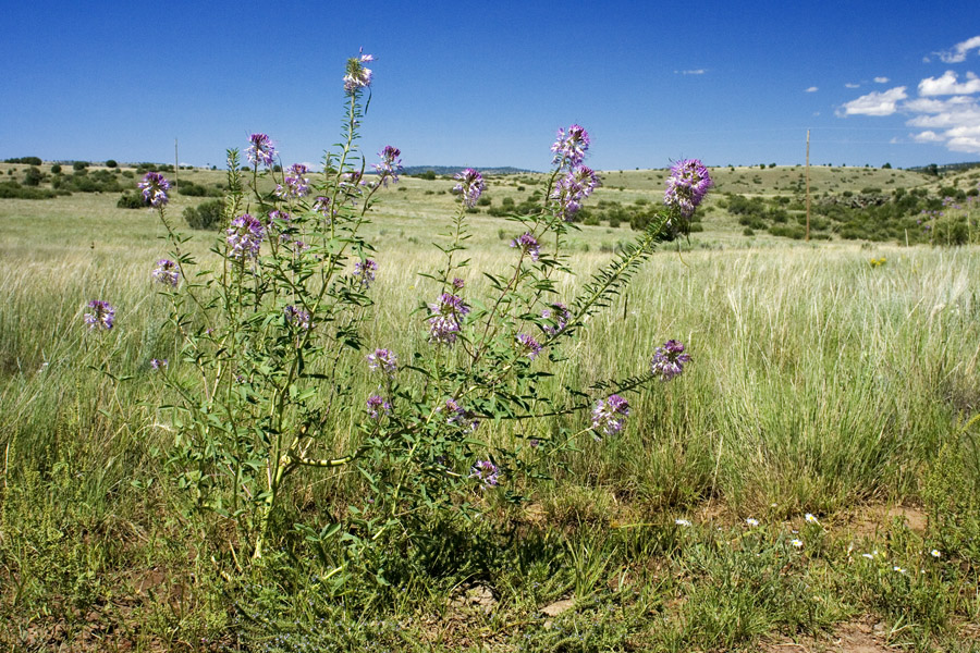 Entire plants with flowers, shown against background of brushland habitat