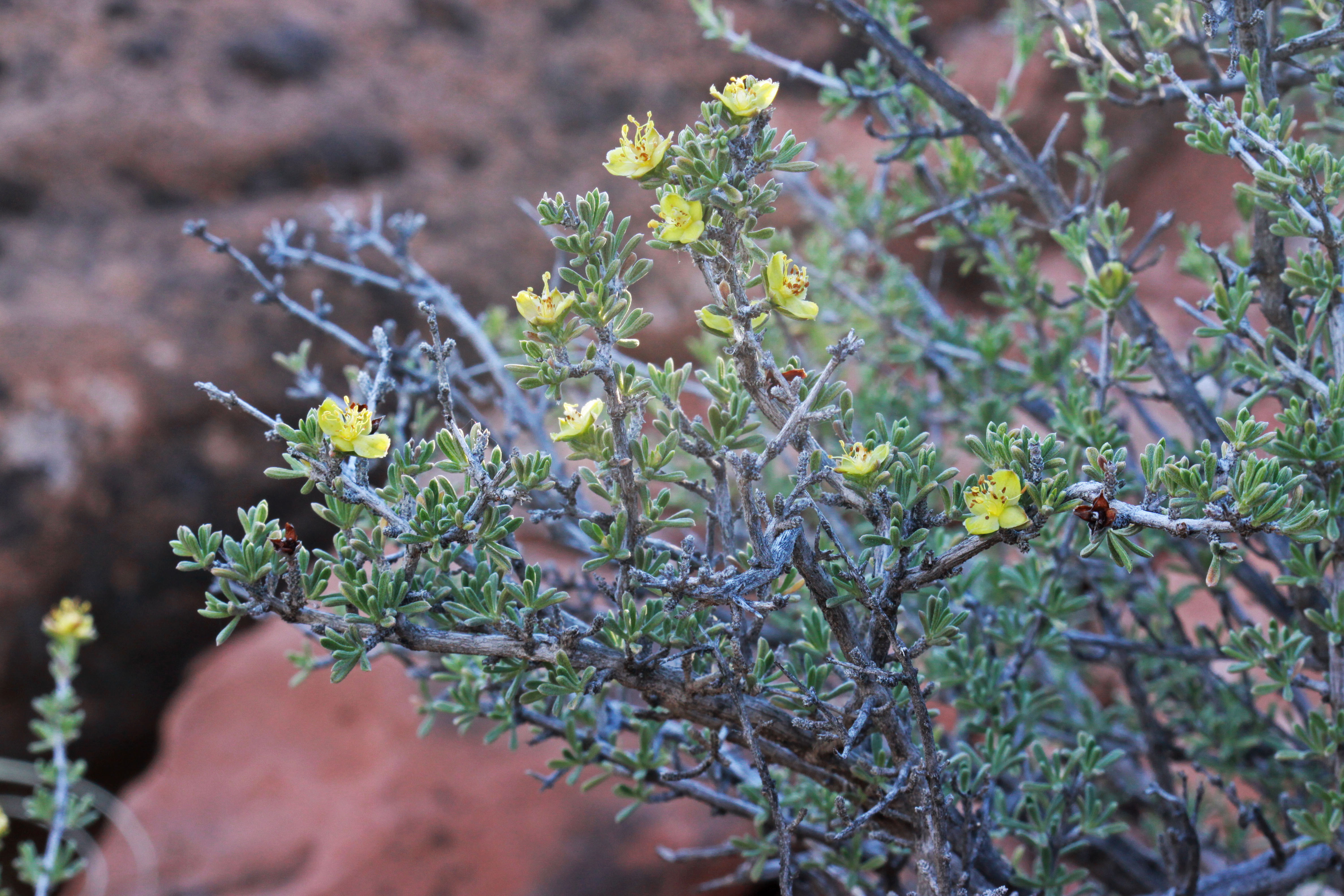 Yellow flowers and woody stems with foliage