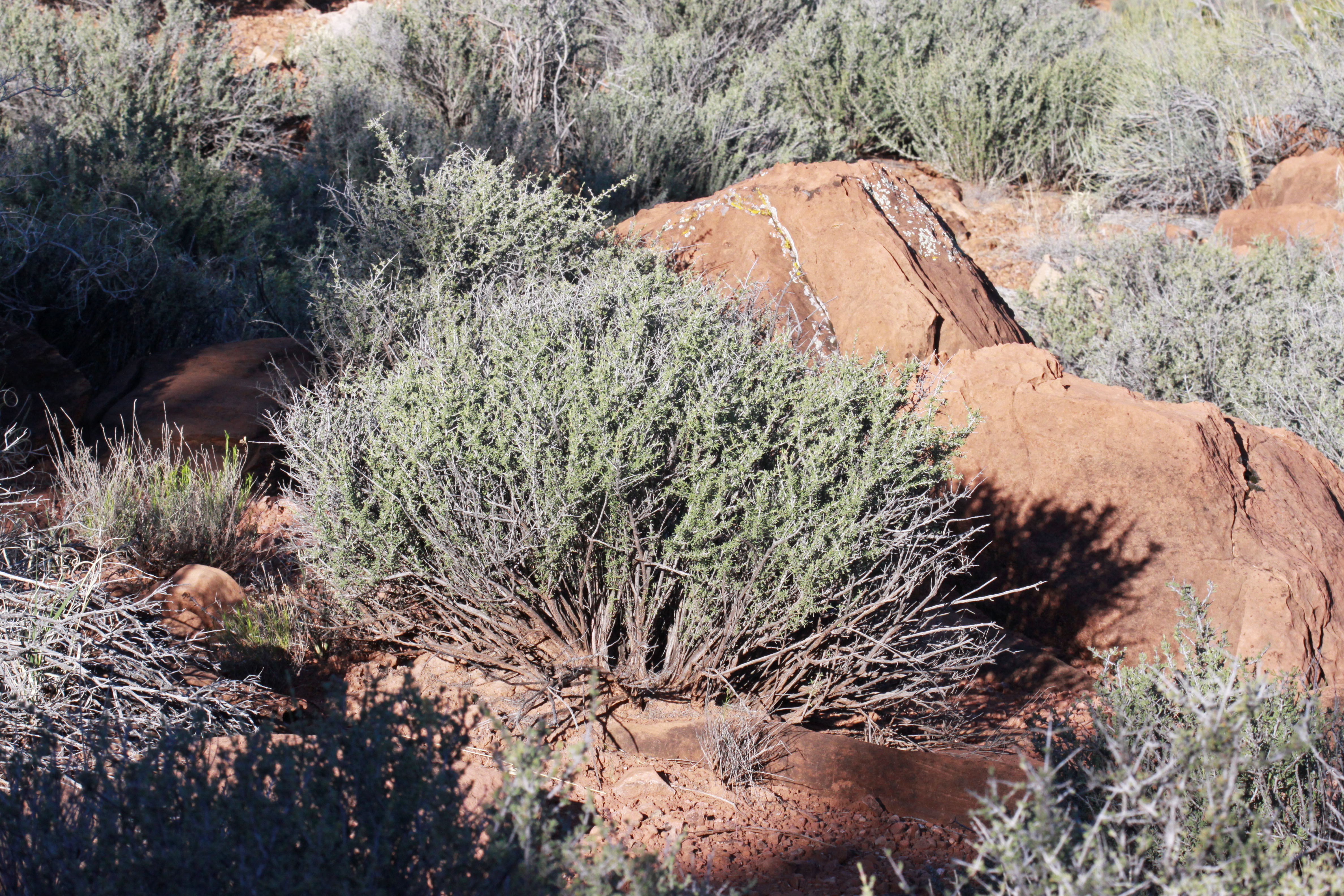 Growth habit displaying dense, compact branching structure