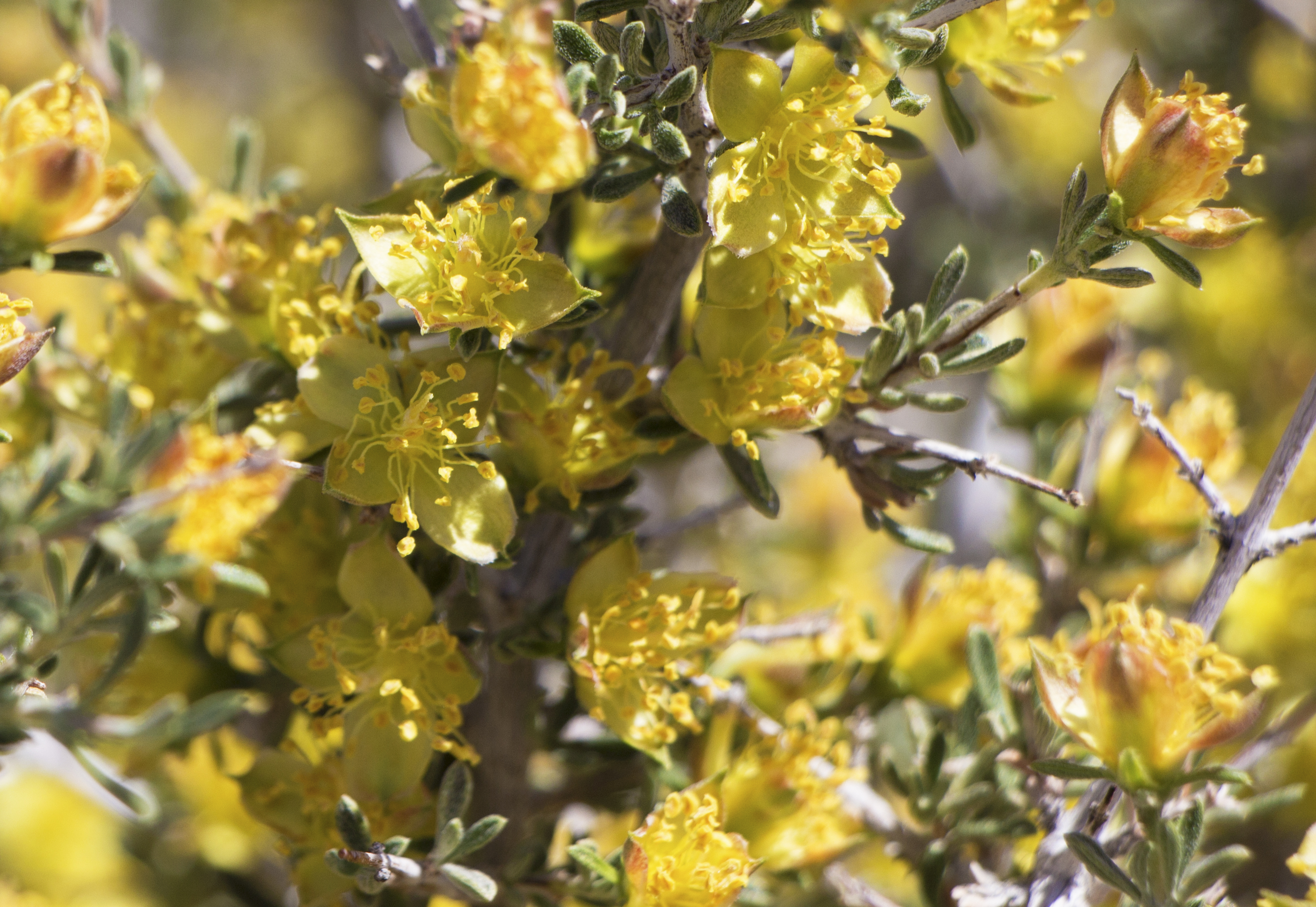 Close-up of flowers with yellow petals and stamens