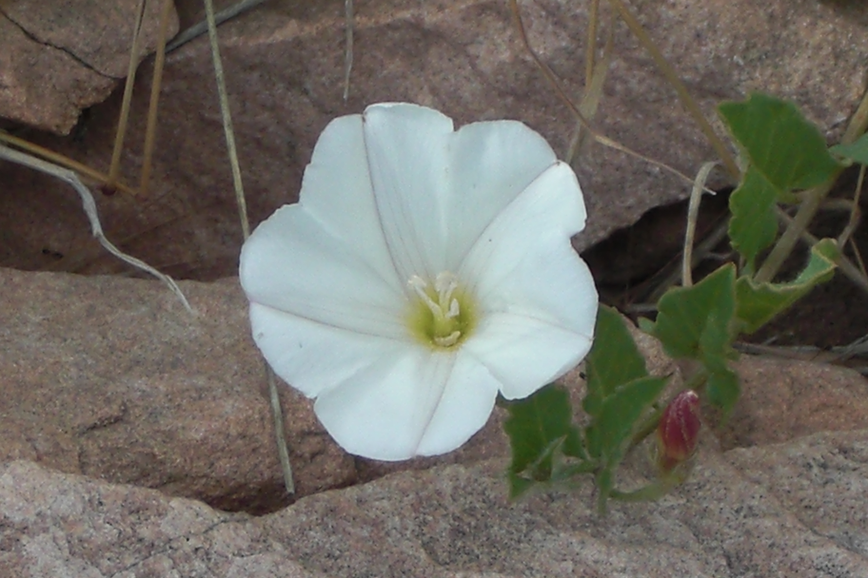Trumpet-shaped white flower