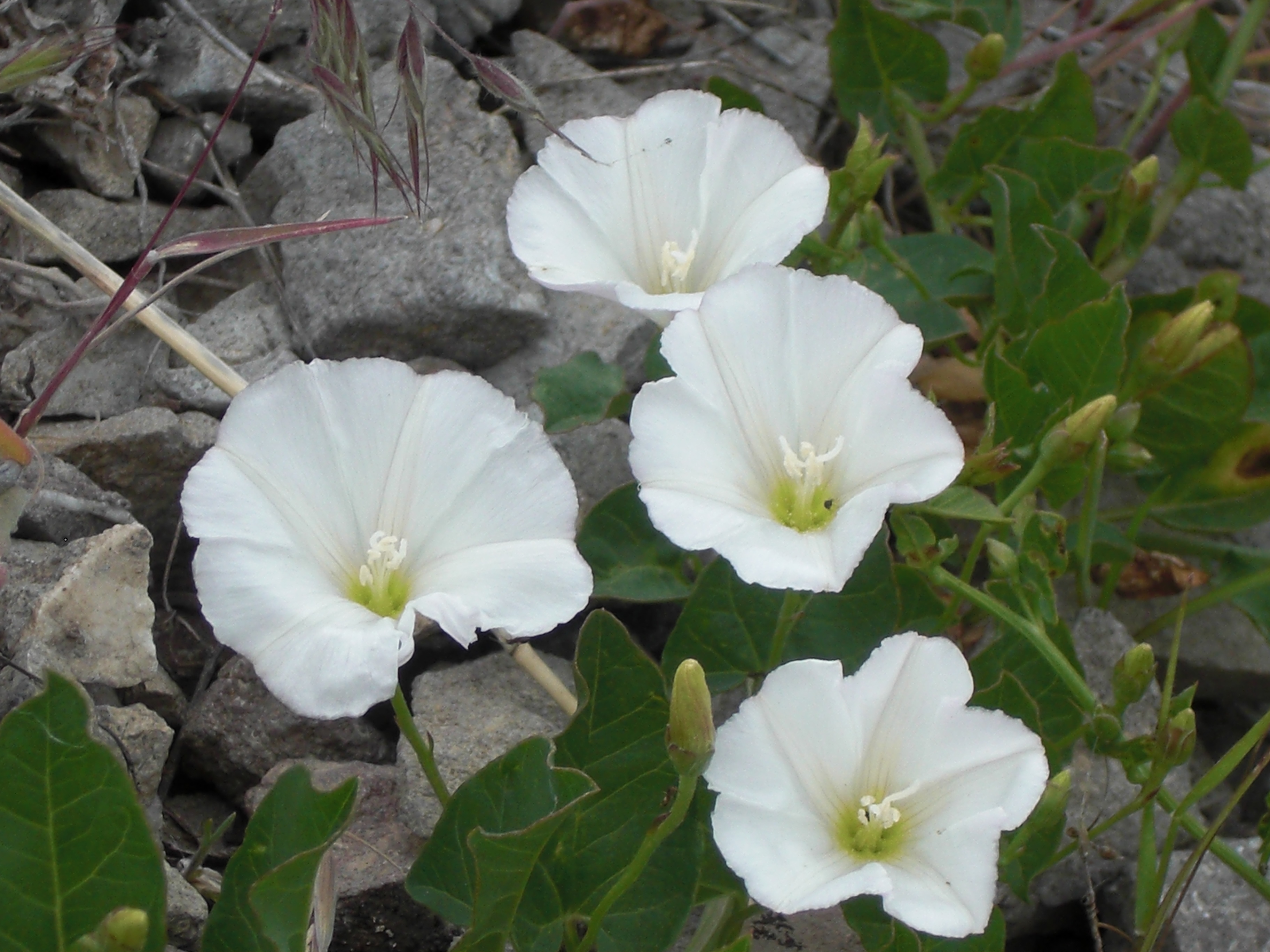 Viney stems, foliage, and white blossoms sprawling along the ground