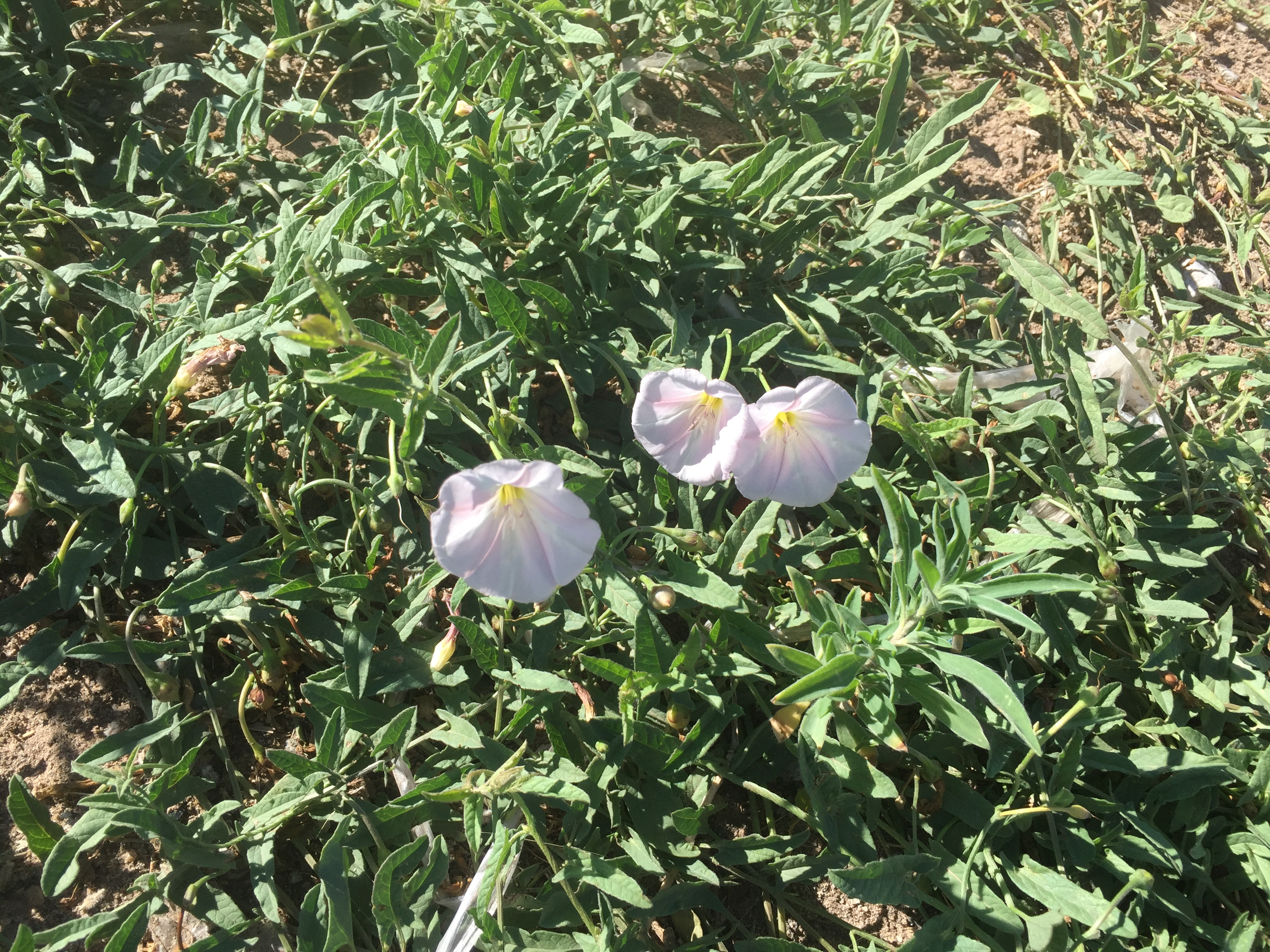 Pink-tinged blossoms amid luxuriant foliage