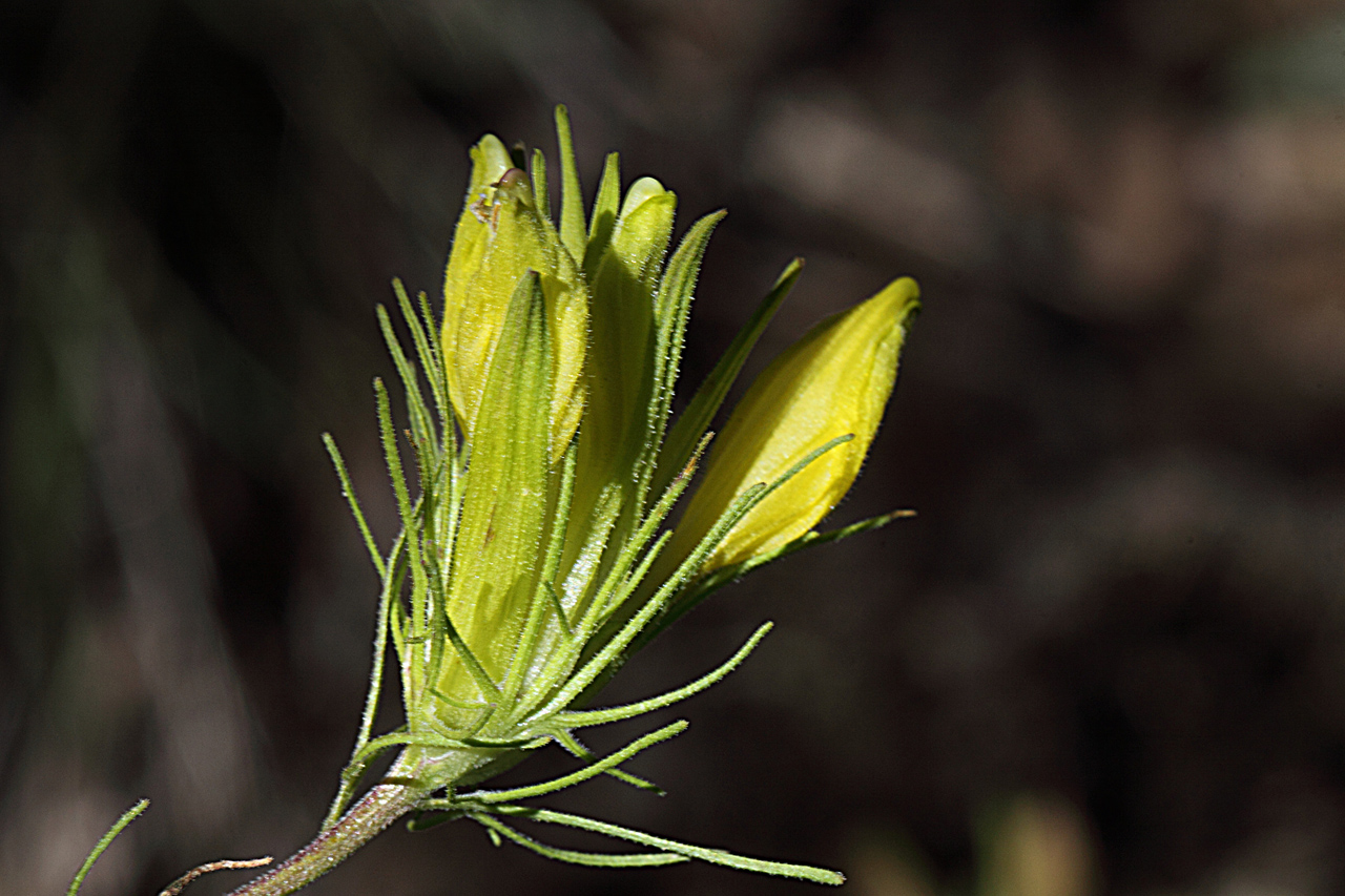 Cluster of yellow flowers showing sepals and leaves