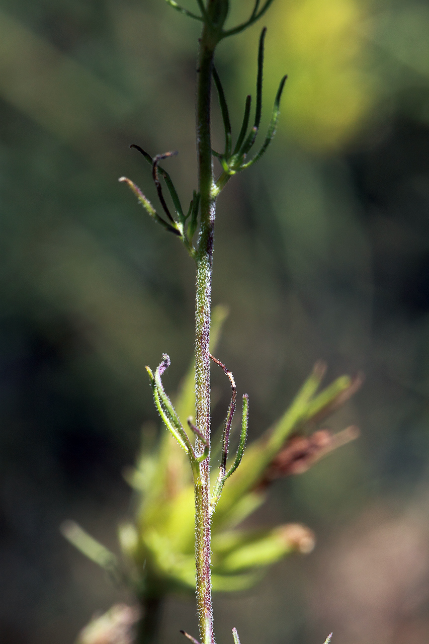 Threadlike leaves along the stem