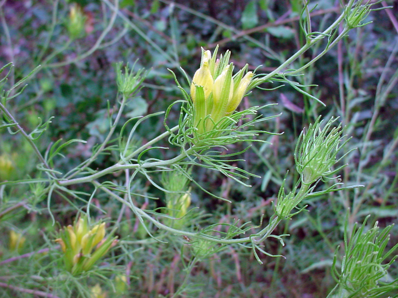 Cluster of yellow flowers and finely divided leaves