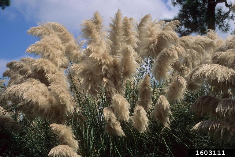 This clump of pampas grass shows the tall, dark green leaf blades