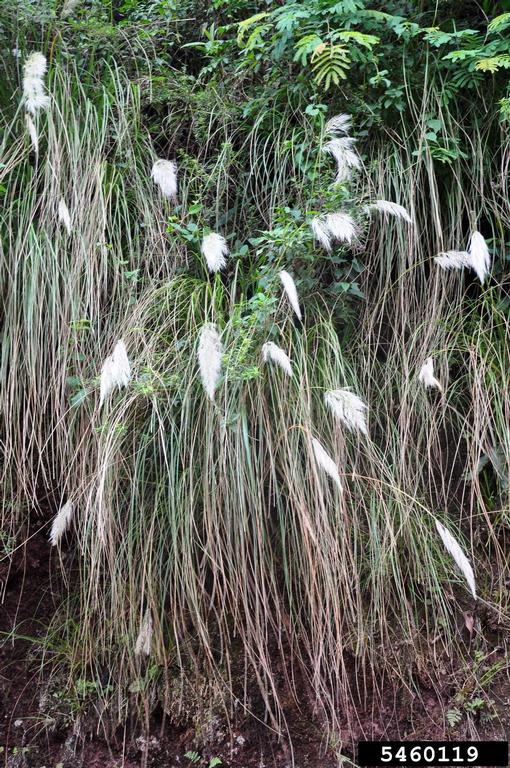 Growth habit showing how densely this grass can grow