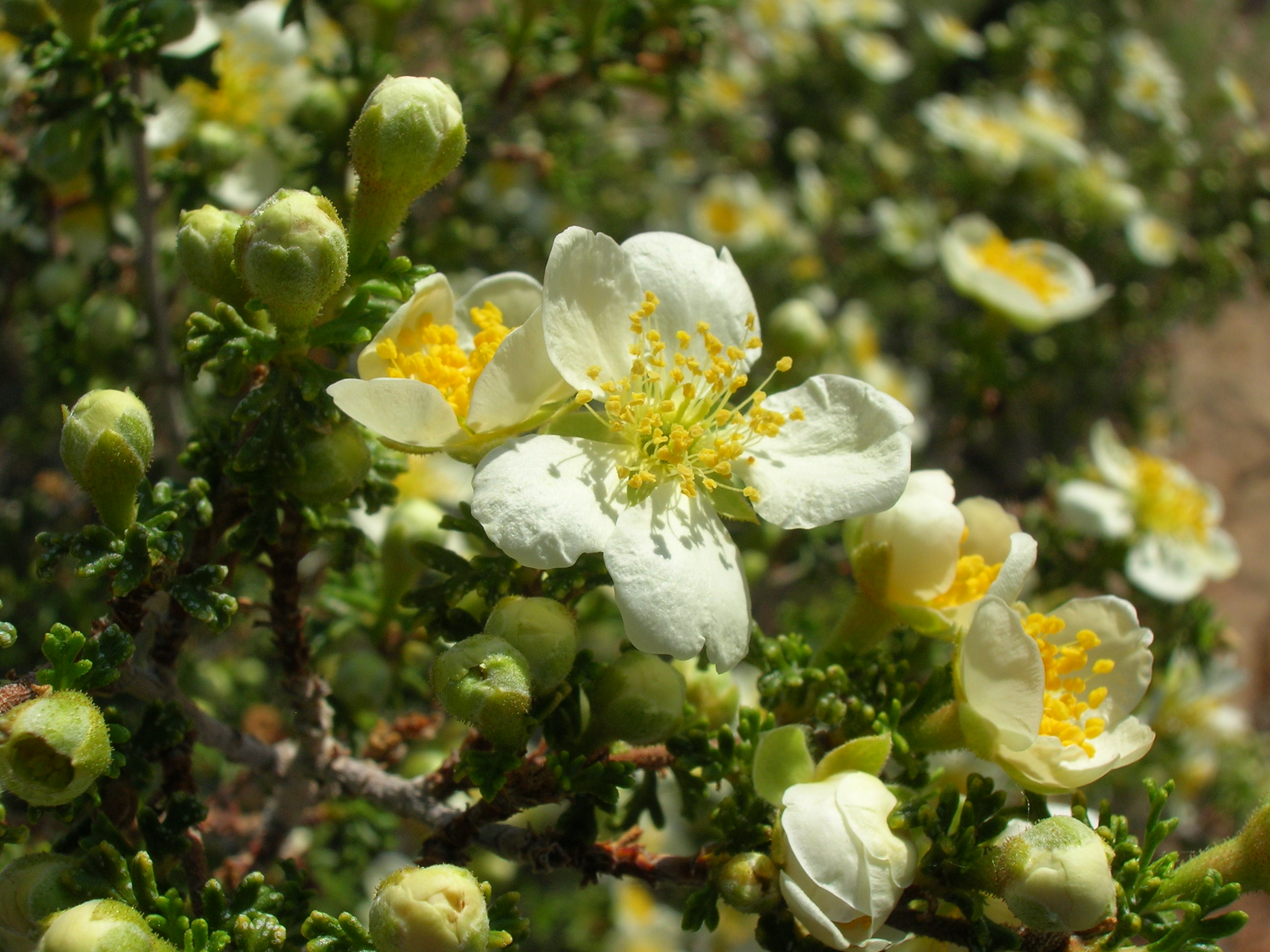 Flower with white petals and numerous yellow stamens