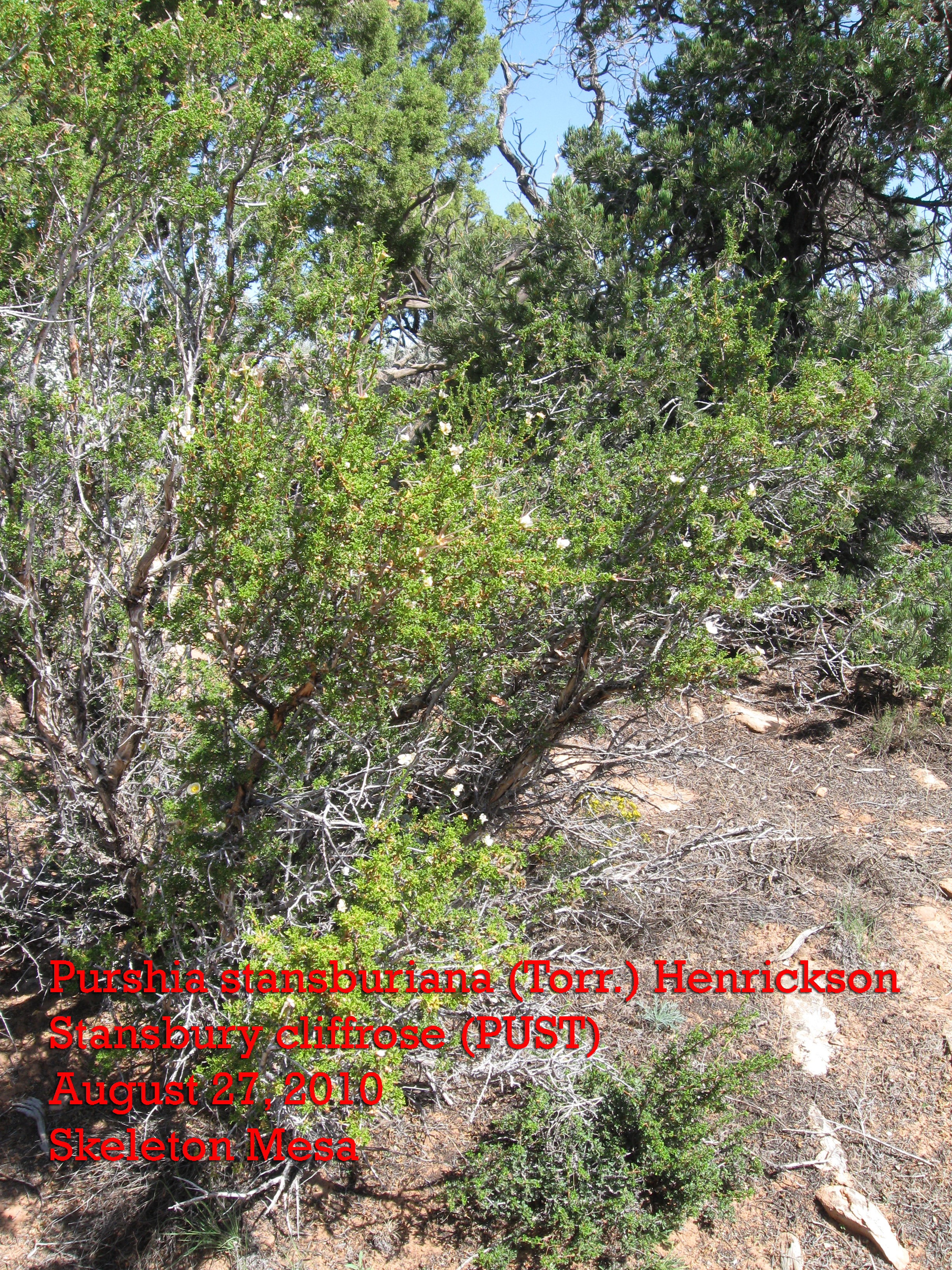 Growth habit with multiple branches and dense foliage