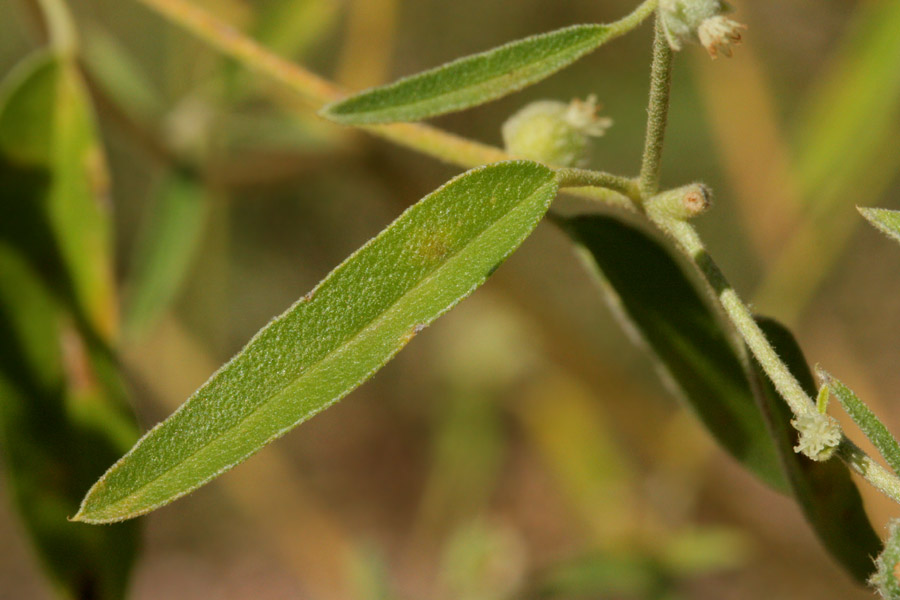 Leaves are lanceolate and textured, not smooth