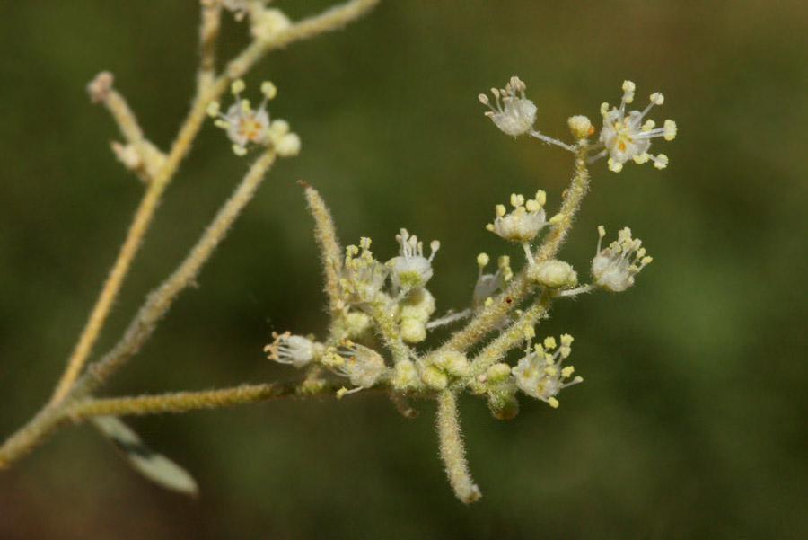 Small white flowers with protruding stamens