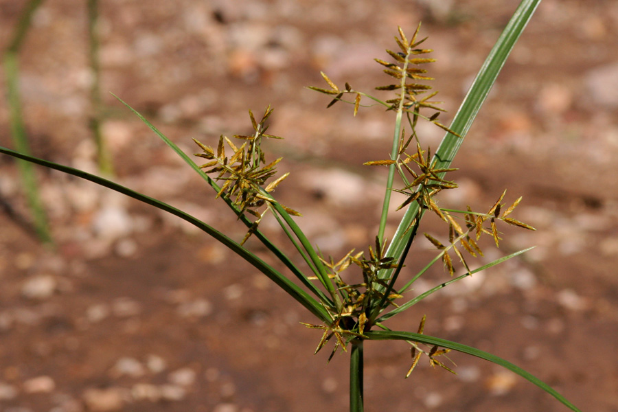 Brown spikelets with leaves radiating outward beneath them
