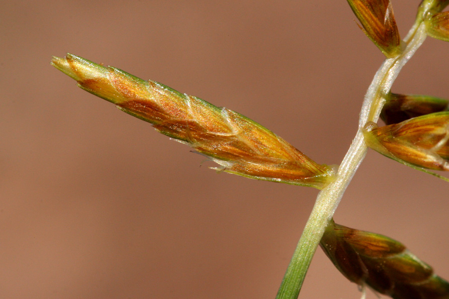 Detail of a spikelet showing floret