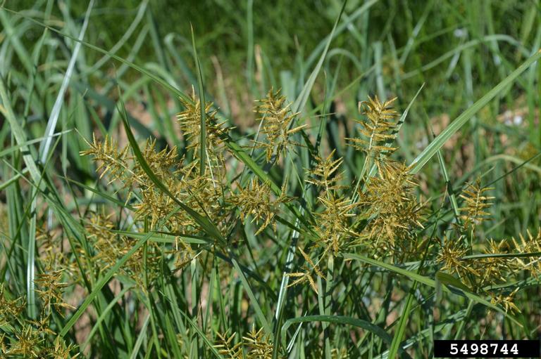 Prominent seedheads