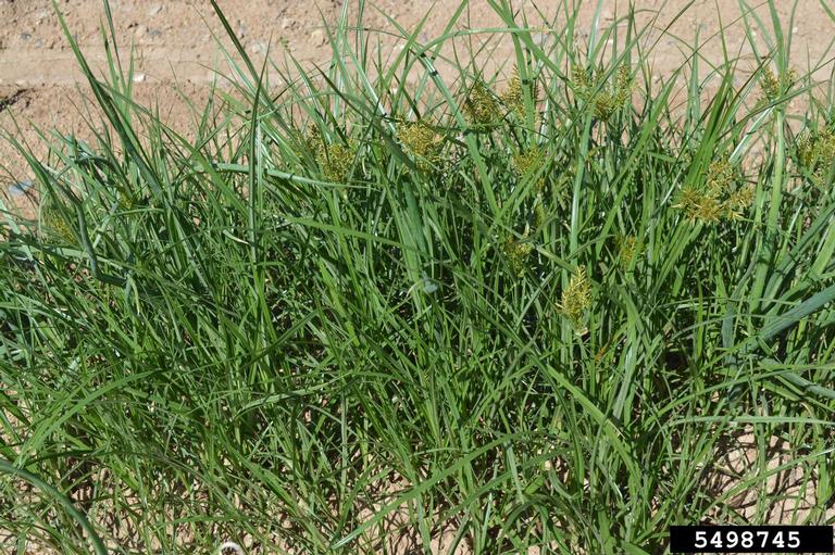 Growth habit showing how densely the nutsedge can grow